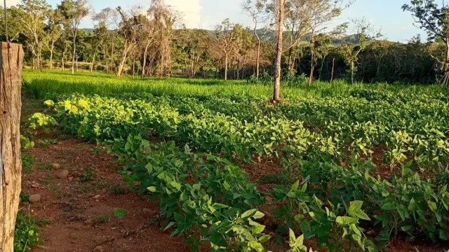 🌱🚜 Quando a parceria dá certo, a colheita aparece!